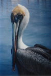 Brown Pelican I