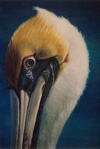 Brown Pelican II