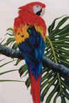 Scarlet Macaw I