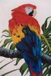 Scarlet Macaw II