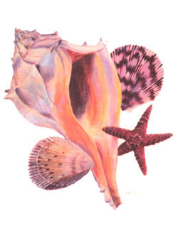 Shells and Starfish